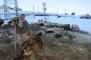 Hakkari'de k&ouml;pekler 12 koyunu telef etti