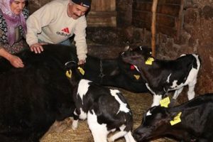 Balıkesir'de bir inek &uuml;&ccedil;&uuml;z yavruladı