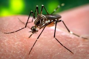 Zika yayılmaya devam ediyor