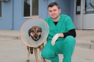 Sokak k&ouml;peğine doku nakli