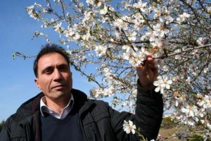 Mersin'deki badem ağa&ccedil;ları &ccedil;i&ccedil;ek a&ccedil;tı