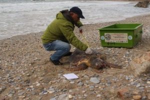 Kuşadası'nda caretta caretta sahile vurdu