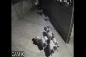 Gaziantep'te koyun &ccedil;alan ş&uuml;pheli tutuklandı