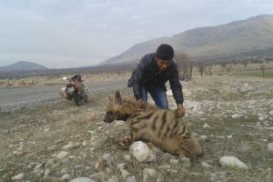 Otomobilin &ccedil;arptığı &ccedil;izgili sırtlan telef oldu