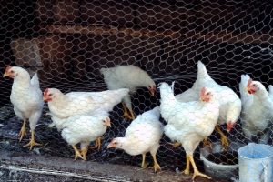 Tavuk yumurtası &uuml;retimi verileri a&ccedil;ıklandı