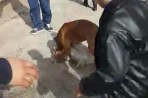 İskenderun'da k&ouml;pek vahşeti