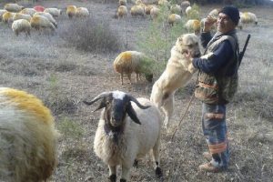 &Ccedil;obanların g&uuml;vencesi Kangal k&ouml;pekleri