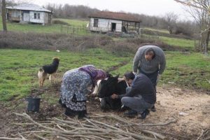 Mısır k&uuml;spesini yiyen b&uuml;y&uuml;kbaş hayvan telef oldu