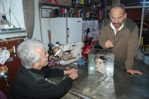 Gizemli hayvan iskeletine DNA analizi