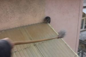 Kurtarmak istedikleri kedi 25 metreden aşağı d&uuml;şt&uuml;
