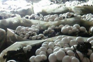 K&uuml;lt&uuml;r mantarıyla hayatını kurtardı