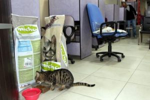 İşyerinde kedi beslemek ruhsat iptal nedeni