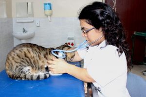 Bursa'da 112 santimetre boyundaki veterinerin meslek heyecanı
