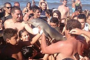 Selfie &ccedil;ekmek i&ccedil;in yavru yunusu &ouml;ld&uuml;rd&uuml;ler!