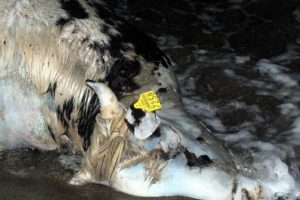 Marmaris sahiline angus leşi vurdu