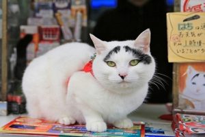 Japonya'da 'şanslı kaşlı Hachi' fırtınası 