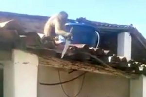 Maymun elinde bı&ccedil;akla &ccedil;atıya &ccedil;ıktı