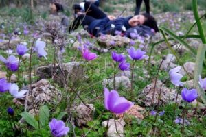 Antalya'da anemonlar a&ccedil;tı