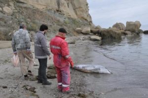 Tekirdağ'da kıyıya yunus &ouml;l&uuml;s&uuml; vurdu