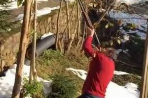 Karadeniz'de ağa&ccedil; b&ouml;yle budanır