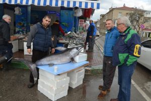 Bursa Mudanya'da 70 kilogramlık kılı&ccedil; balığına b&uuml;y&uuml;k ilgi