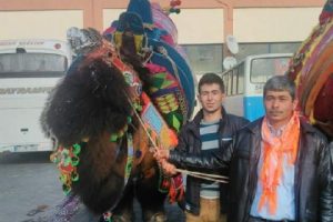 Deve, sahibini hastanelik etti