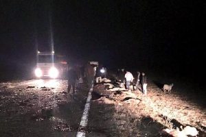 Karayoluna &ccedil;ıkan s&uuml;r&uuml;ye minib&uuml;s &ccedil;arptı, 34 koyun telef oldu