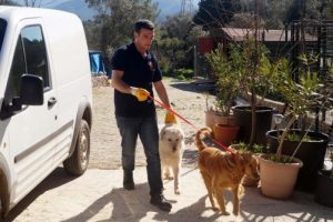 Marmaris sokaklarındaki cins k&ouml;pekler İngiltere yolcusu