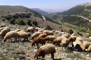 'Hayvancılık geliştirilmeden et fiyatları d&uuml;şmez'