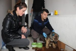 Kulakları kesilen sokak k&ouml;peği tedavi edildi