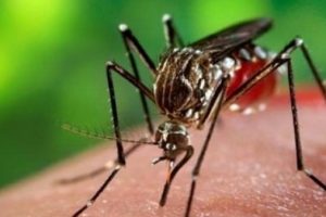 Zika aşısı i&ccedil;in ilk adım atıldı
