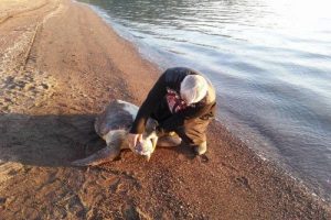 Marmaris sahiline &ouml;l&uuml; caretta caretta vurdu