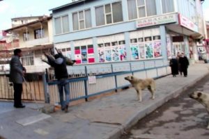 Sosyal medyadaki fotoğraf hayvanseverleri ayağa kaldırdı
