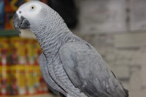 Otomobil fiyatına papağan