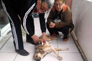Zehirlenen 11 sokak k&ouml;peğinden 4'&uuml; telef oldu