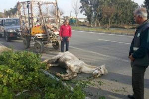 A&ccedil;lık ve yorgunluktan yola yığılan ata kırba&ccedil;