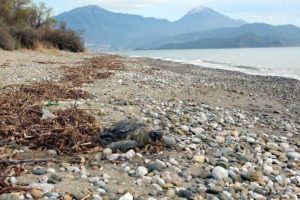 Başı kan i&ccedil;indeki caretta &ouml;l&uuml;s&uuml;, Fethiye'de sahile vurdu