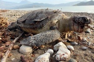 Caretta carettayı kafasına taşla vurarak &ouml;ld&uuml;rm&uuml;şler