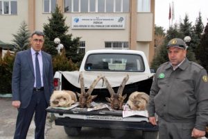 Ka&ccedil;ak yaban ke&ccedil;isi avlayana 28 bin lira ceza!