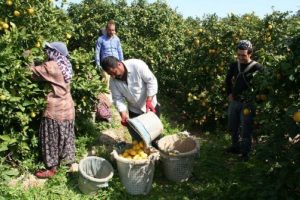 Limon fiyatı rekor kırdı, &uuml;reticinin y&uuml;z&uuml; g&uuml;ld&uuml;
