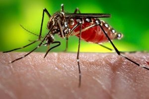 Zika Japonya'ya da bulaştı