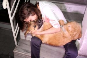 Yaralanan k&ouml;pek, tedavisinin ardından sahibine teslim edildi