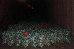 Y&uuml;zbinlerce ton patates depolarda bekliyor