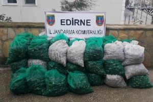 Edirne'de 1.3 ton ka&ccedil;ak midye ele ge&ccedil;irildi
