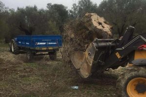 Otoyol i&ccedil;in zeytin ağa&ccedil;ları kesiliyor tepkisi