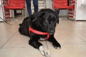 &Ccedil;&ouml;pl&uuml;kteki sokak k&ouml;peğine, ABD'deki T&uuml;rk sahip &ccedil;ıktı