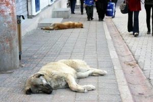 Ergani'de 10 k&ouml;pek zehirlenerek, telef edildi