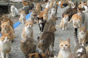 Fransa'da evinde 113 kedi besleyen kadın yargılanıyor