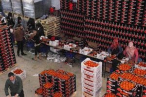 Domateste 32.8 milyon dolarlık kayıp