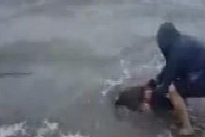 Kıyıya vuran yavru yunusu kurtardı